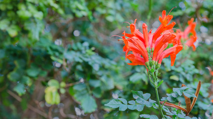 Tecoma capensis, common name Cape honeysuckle  growing  in tropical garden. Red orange flowering  plant large background .