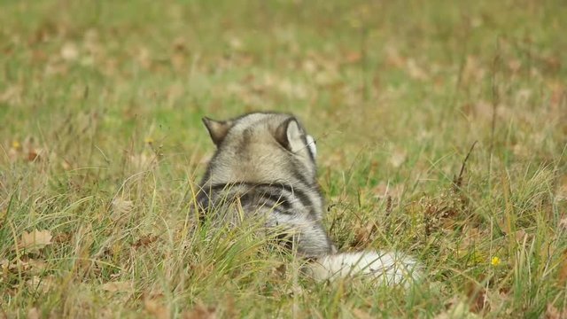 malamute lies in the grass, slow motion

