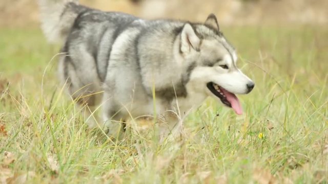 malamute running through the grass, slow motion