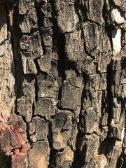 corteza de arbol 