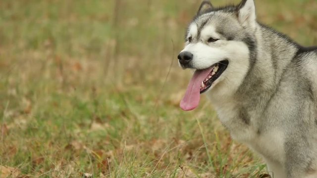 malamute is standing and watching, slow motion