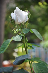Rosa Bianca