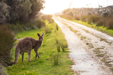 Eastern grey kangaroo (Macropus giganteus) spotted late afternoon on the track to Cotters beach in Wilson's Promontory national park, Victoria, Australia © Michael Evans