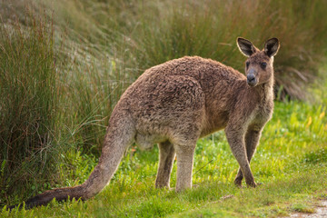 Naklejka na ściany i meble Eastern grey kangaroo (Macropus giganteus) spotted late afternoon on the track to Cotters beach in Wilson's Promontory national park, Victoria, Australia