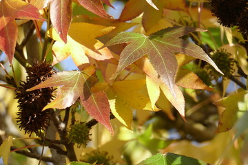 F&auml;cher-Ahorn (Acer palmatum), buntes Herbstlaub