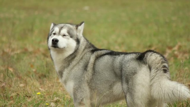 malamute, slow motion