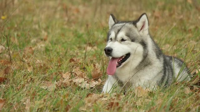 malamute, slow motion