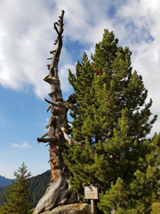 Fototapeta premium L'Eterno. Alter Baum als Wahrzeichen der Wanderung auf den Ziolera im ruhigen Lagorai-Gebirge