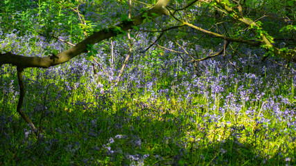 Fototapeta premium Blue Bells (Hyacinthoides non-scripta) in woods in early morning sunshne
