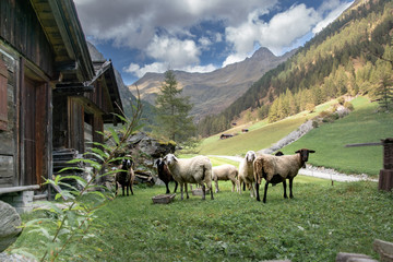 Schafe in Osttirol