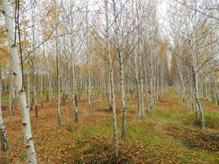 forest in autumn