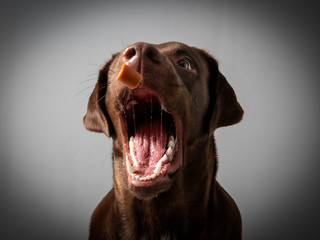 Hund Labrador braun fängt leckerlie keks in der luft und schnappt danach vor grauem Hintergrund