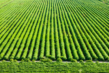 big carrot field full of carotene