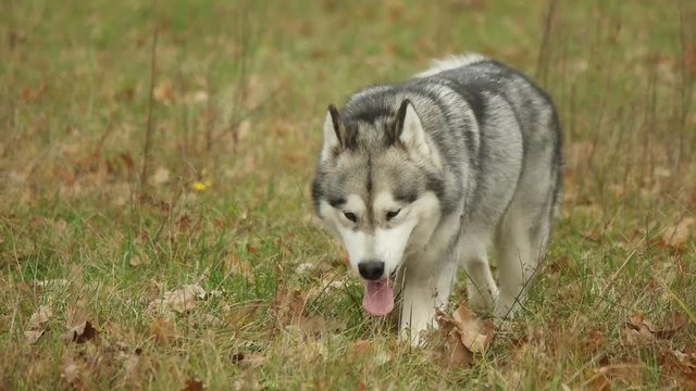 Malamute walks through the field