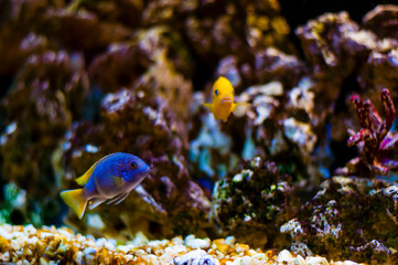 Fototapeta na wymiar Vibrant swimming Cichlid fish in aquarium
