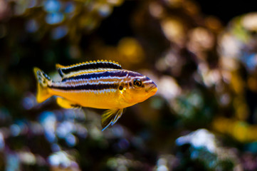 Obraz na płótnie Canvas Vibrant swimming Cichlid fish in aquarium