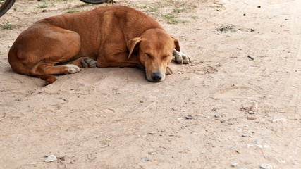 hungry stray dog wait someone give food on dirty ground  © Thanakon