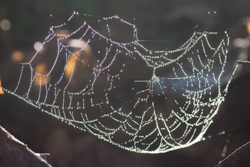 gouttes d'eau sur toile d'araignée