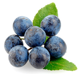 SLOE BERRIES