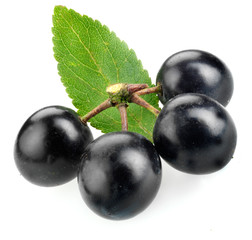 SLOE BERRIES