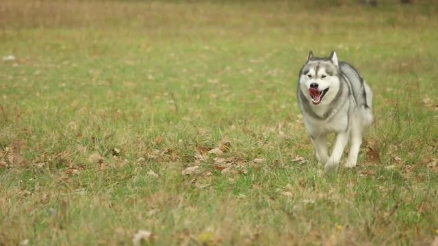 Malamute runs, slow motion