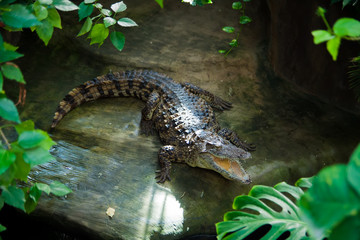 crocodile in water