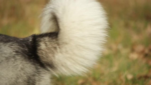 malamute and grass