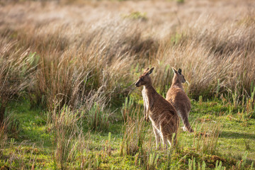 Pair of Eastern grey kangaroos (Macropus giganteus) spotted late afternoon on the track to Cotters beach in Wilson's Promontory national park, Victoria, Australia © Michael Evans
