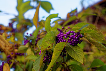 beautiful colors of autumn