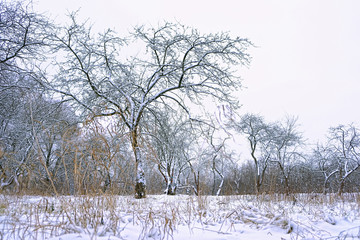 Fototapeta na wymiar snowy trees in winter forest, natural background. frozen, snowy cold weather. late autumn or winter seasonal landscape. template for design