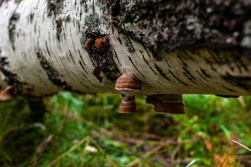 Mushroom on a birch trunk