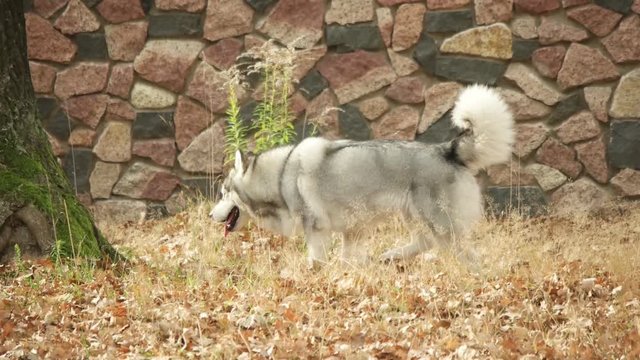 malamute walks along a stone wall