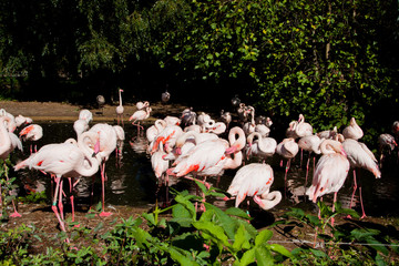 Obraz premium group of flamingos in lake