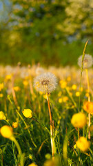 Butter Cup Fields with Danelions and Seeds on summers day - floral background texture