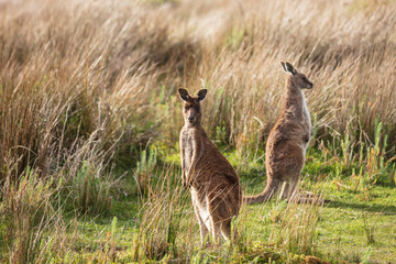 Eastern grey kangaroo (Macropus giganteus) spotted late afternoon on the track to Cotters beach in Wilson's Promontory national park, Victoria, Australia © Michael Evans