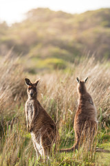 Eastern grey kangaroo (Macropus giganteus) spotted late afternoon on the track to Cotters beach in Wilson's Promontory national park, Victoria, Australia