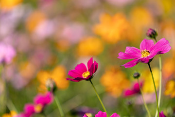 Closeup cosmos flower image