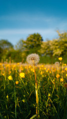 Butter Cup Fields with Danelions and Seeds on summers day - floral background texture