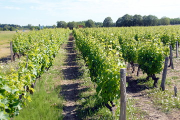 Fototapeta na wymiar Contres, les vignes autour de la ville, département du Loir-et-Cher, France