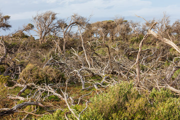 Fototapeta na wymiar Forest area near Cotters beach in Wilson's Promontory national park, Victoria, Australia