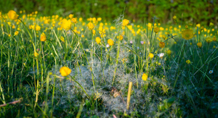 Butter Cup Fields with Danelions and Seeds on summers day - floral background texture
