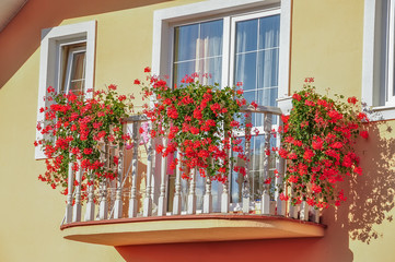 Fototapeta na wymiar balcony with lush blooming red pelargonium flowers in balcony drawers. 