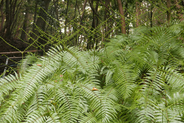 Fougère au printemps