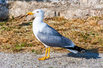 European herring gull, Larus Argentatus.
