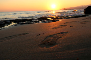 Sunset sea plant sand sunrise