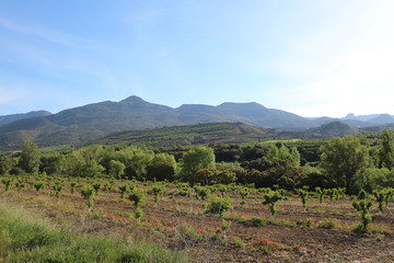 Fototapeta na wymiar Fruit plants in an orchard lined up on a tilled brown field with, as background, pre-Pyrenees mountains at early morning, in Aragon region, Spain