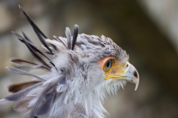 Secretar exotic bird