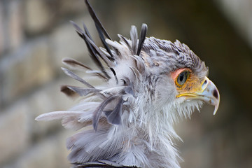 Secretar exotic bird