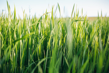 Endless green rye field. Young wheat background. Beautiful grass texture wallpaper. Nature love concept. Eco friendly agriculture modern ideas.