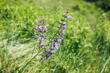 Beautiful purple flowers on the hills. Summer plants outdoors in the mountains. Nature concept.